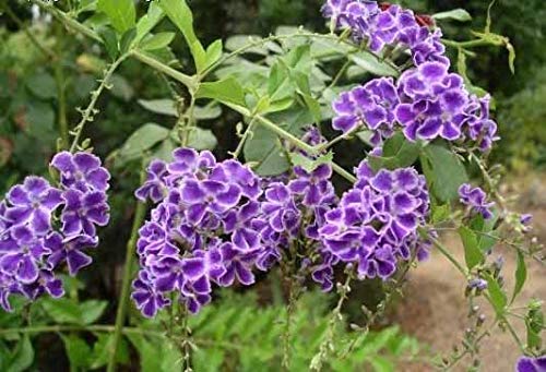 Portal Cool 20: Duranta repens Erecta Geisha Girl, Arbusto Albero 20 Semi, Navi provenienti dagli Stati Uniti