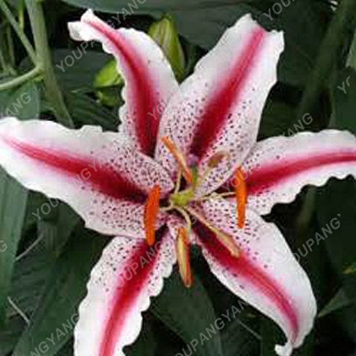 Graines de lys en bonsaï Plantes d'intérieur Fleurs Graines de lys géantes Belles fleurs de jardin Sementes pour hommes Enfants Cadeau Plante Chocolat Paquet de 500 graines