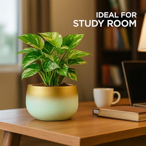 Image of Urban Plant Terracotta Pot - Trendy Planter for Modern Home & Garden Spaces (Celestia Terracotta Pot - Trendy Gradient)