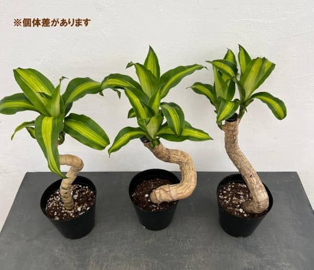 観葉植物 マッサンゲアナ 観葉植物 ドラセナ・マッサンゲアナ 幸福の木 7号 角