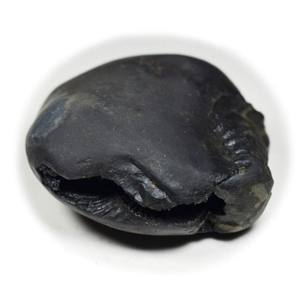 Global Original Hrishikesh Shaligram Shila Origin from Gandaki River Nepal Idol Lord Vishnu for Worship