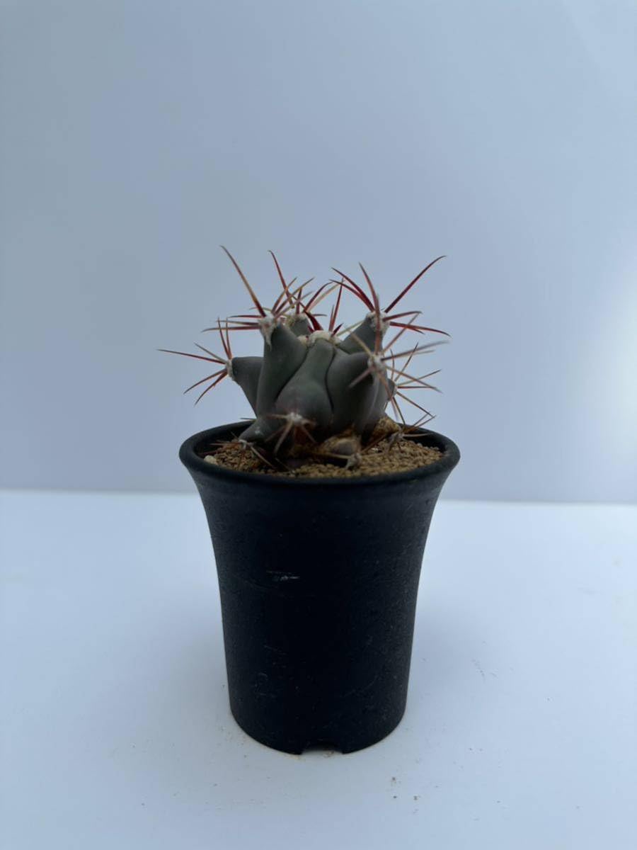 Amazon.co.jp: Ferocactus emoryi (フェロカクタスエモリー)江守 Amazon.co.jp: Ferocactus emoryi (フェロカクタスエモリー)江守
