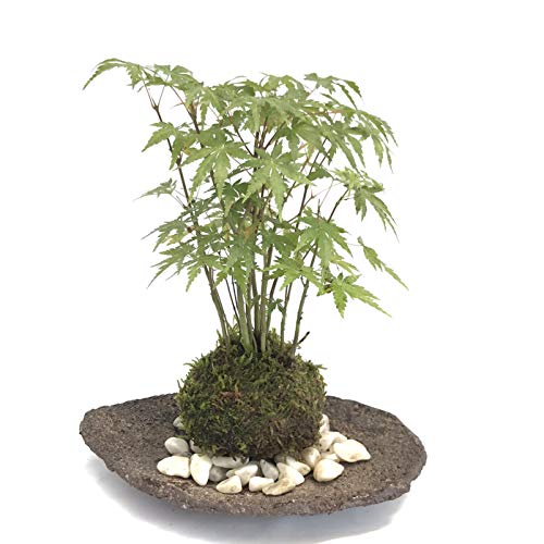 春に新芽・秋に紅葉が楽しめる【山紅葉(やまもみじ)苔玉・くらま器・敷石セット】 (敷石の色(白石))