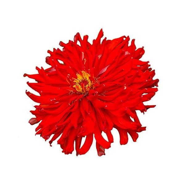 Burpee Big Red Zinnia Seeds