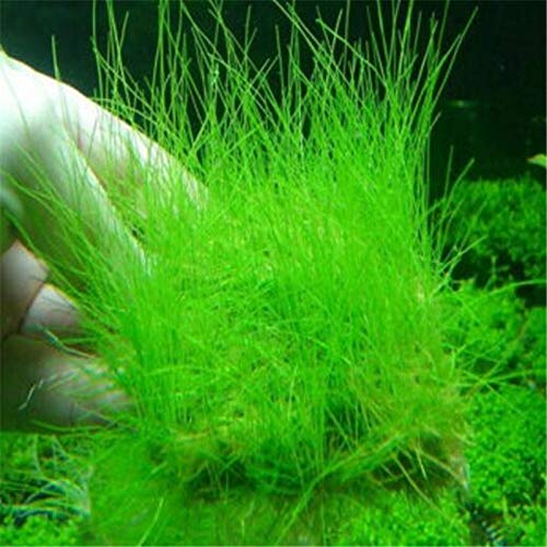 Aquarium Grass Plant Seeds Water Grasses Random Dwarf Aquatic Plant Grass Seeds Indoor Plant Seeds Oxygenating Weed Live Pond Plant Seeds,Fish Aquatic Decor-Mini - Thumbnail 2