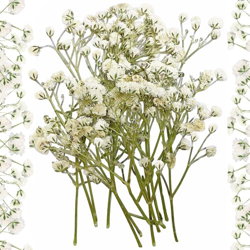Flores Secas Naturales, 10 Flores Preservadas Paniculata Preservada, Pequeñas Flores Respiratorias De Bebé, Naturaleza Real, Flores Secas Manualidades para Hacer Velas De Resina, Joyas De Uñas
