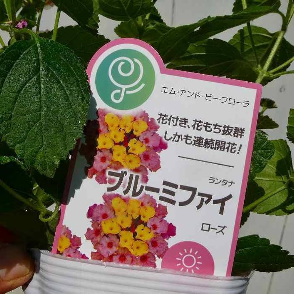 苗ページです！ Amazon.co.jp: ランタナ 苗 ブルーミファイ ローズ 3.5号 夏～秋