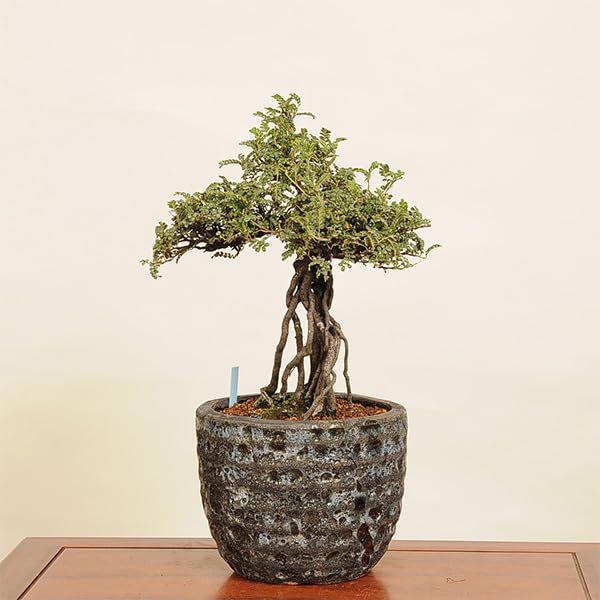 Amazon.co.jp: 盆栽：磯山椒(いそざんしょう) 根上がり （モダン鉢