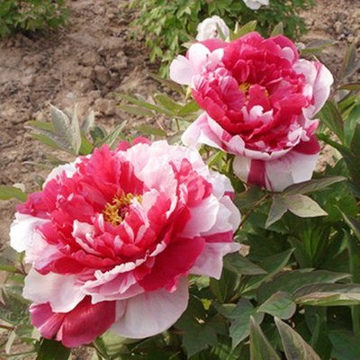 5 : Chinese Peony Root Seeds 5Pcs Bonsai Suitable Garden Potted Colourful Flower 20 Varieties Balcony Bonsai Suitable Peony Seeds (B07119HL9M) Amazon Price History, Amazon Price Tracker
