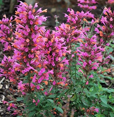 Sunrise Salmon & Pink Agastache