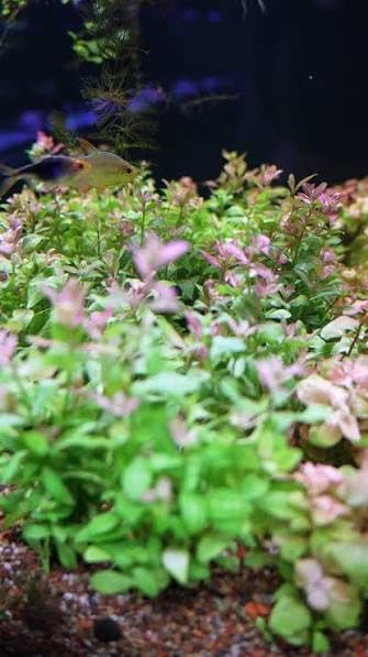 Hygrophila Corymbosa Giant Hygro Live Water Plant for Freshwater Aquarium Fish Tank Decoration (3 Healthy Live Plant)-picture-13