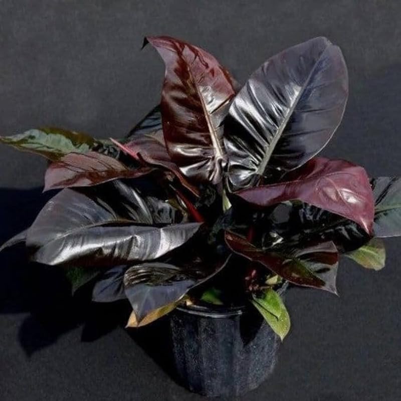 Philodendron black cardinal live plant with pot - Rare Plants Pack of 1 for Planting