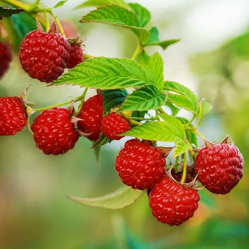 Garden State Bulb Latham Raspberry Bare Roots for Planting Non-GMO (Bag of 2)
