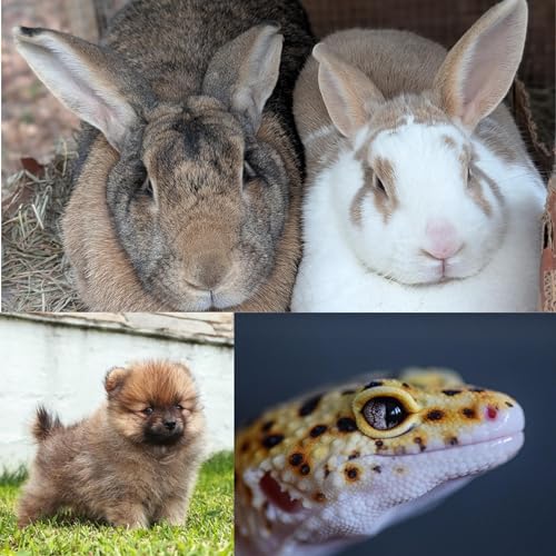 Page de couverture de Bunnies & Puppies & Geckos, Oh, My!
