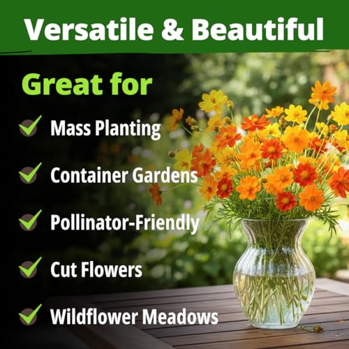 Image of HOME GROWN Cosmos Bright Lights Mix Seeds - 5000 Sulphureus for Planting Spring 2026, Refined Wildflower Herb Seed Mix, Easy Grow Outdoor Flower for Gardens