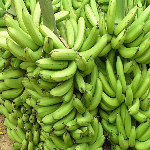 See full amazon price history chart for Mphmi Plants Banana plant Tc Green - Fruit Plants & Tree Outdoor Living Indoor Plants Mphmi Plants Banana plant Tc Green - Fruit Plants & Tree Outdoor Living Indoor Plants (B0918G4H2P) Amazon Price History, Amazon Price Tracker