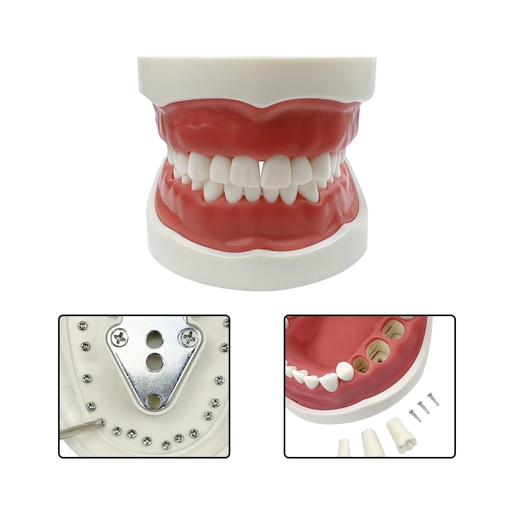 Dentale Typodont Model 28 Zębów Staccabile Strumenti Studio Didattico Articolato Anatomia Denti Rimovibili con Cacciavite