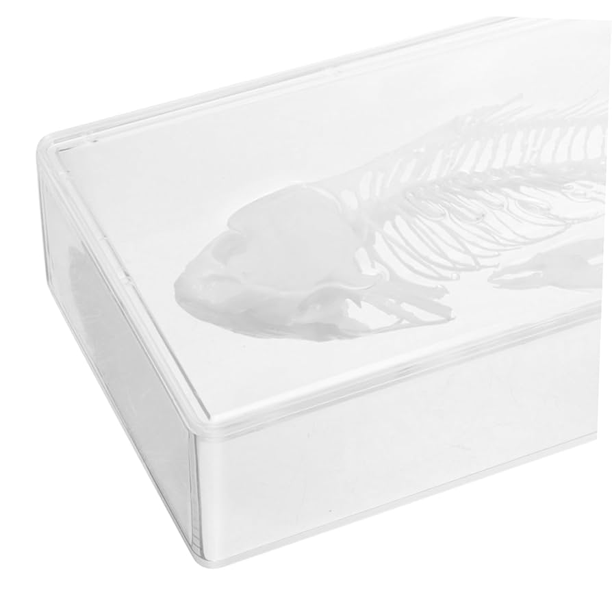 イトマキフグ 骨格標本 エリマキトカゲ 骨格標本 部分剥製 ♂ Chlamydosaurus kingii