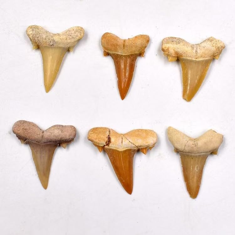 Shark Teeths Fossils