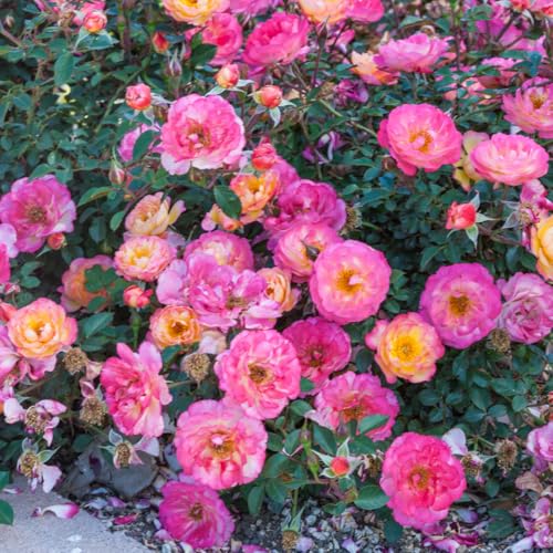 GARDENS ALIVE! - Rainbow Happy Trails Multi-Color Flowering Groundcover Rose Bush Dormant Bare Root Starter Plant
