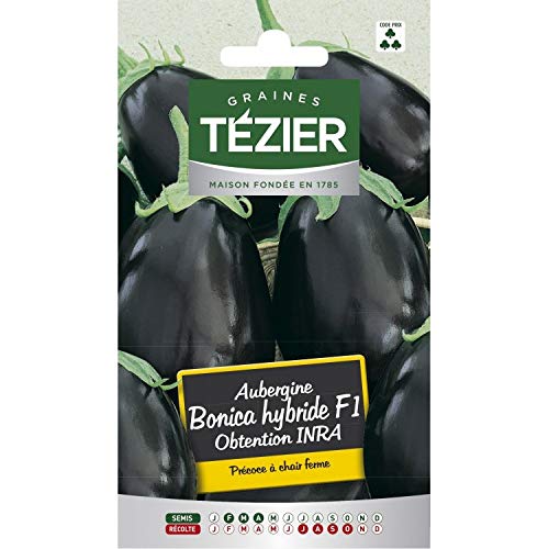 Tezier - Aubergine Bonica HF1 obtention INRA