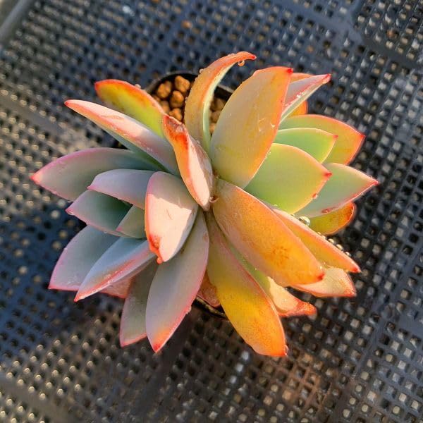 Amazon.co.jp: 農園直売 多肉植物 寄せ植え エケベリア属