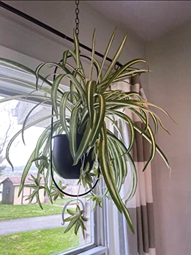 Shineloha 2er Set Blumenampel Hängend Innen, Metall Hängeampel Schwarz – Ansicht 8