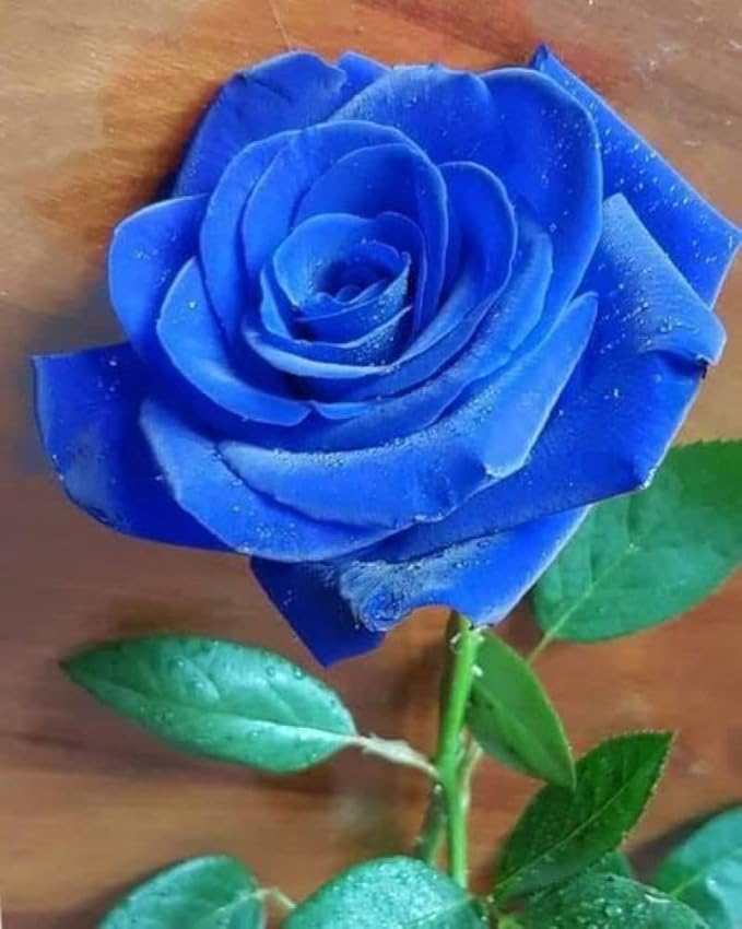Light blue rose live plant Pack of 1 Healthy plant : Amazon.in