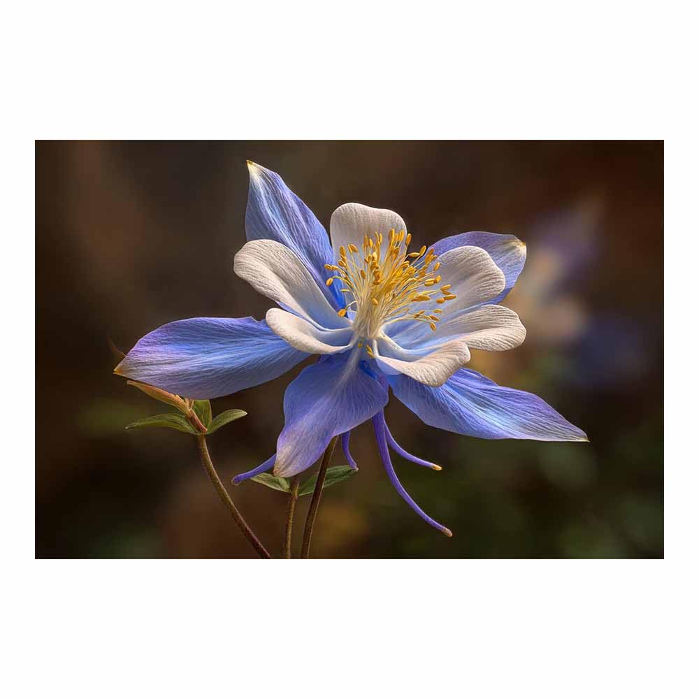 ZAMAEIU Natural Scenery Painting Petals-drooping bloomss Pictures Artwork, Contemporary Wall Art Large Size, Room Aesthetic Home Decor,Living Room,Bedroom(blue)-30x50cm Unframed