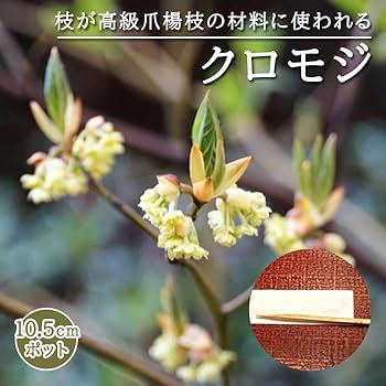 Yosh　クロモジ　大葉黒文字　苗木　山野草　ハーブ　ガーデニング　庭木 楽天市場】◇送料無料◇ クロモジ 苗木 【大葉黒文字 （オオバ