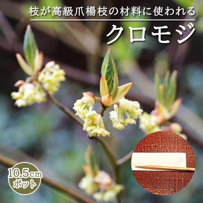 Amazon.co.jp: クロモジ (黒文字) 10.5cmポット 高級爪楊枝 落葉