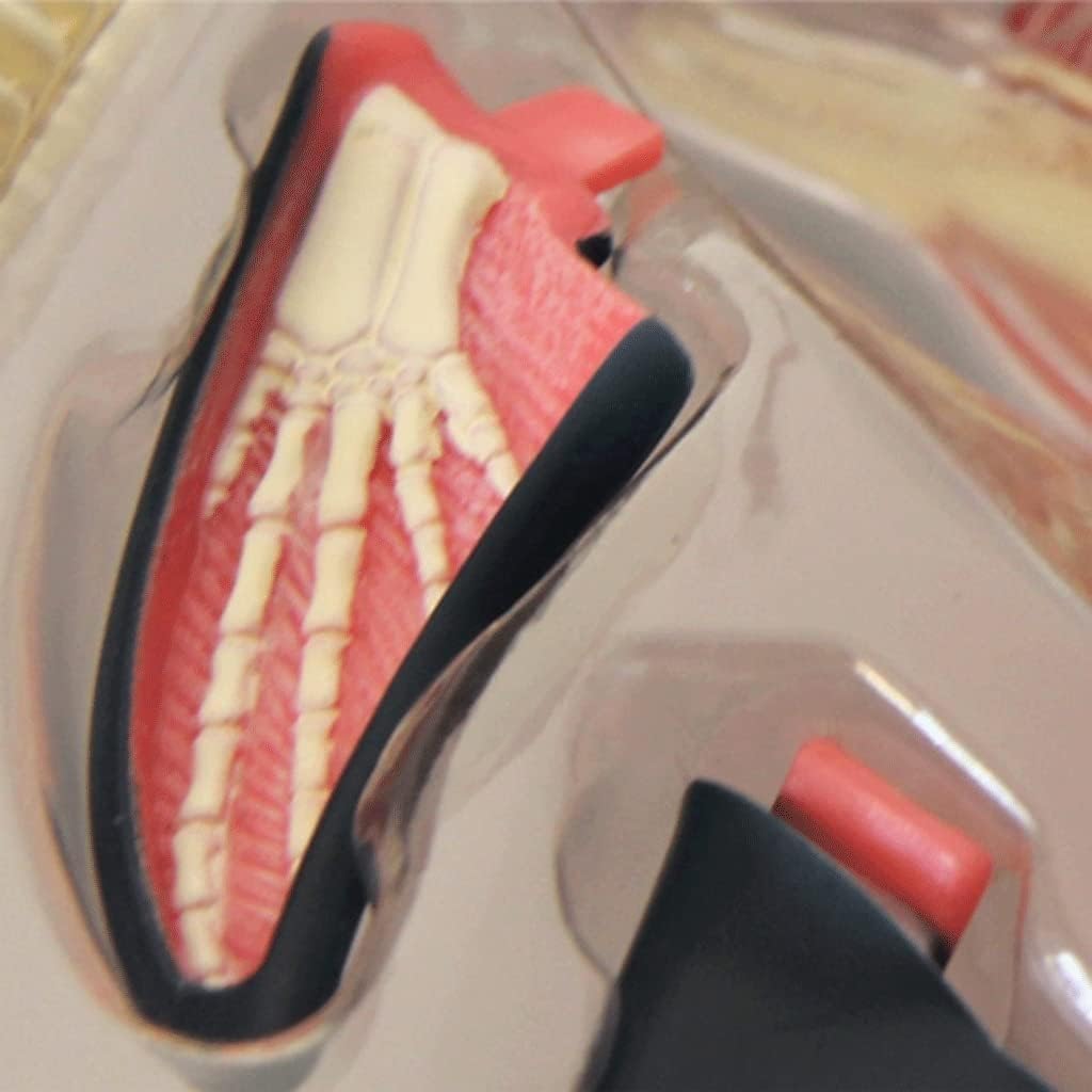 Dolphin Internal Organs Anatomical Model, Detachable 18 Parts Anatomy Model Animal Education Model Blue Animal Organs Model for Study Display Teaching Mode,Lab Equipment.