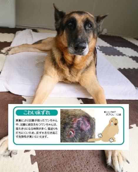福袋特集 22 犬 床ずれ ホームナース マット 介護 犬用品 Www Indiashopps Com