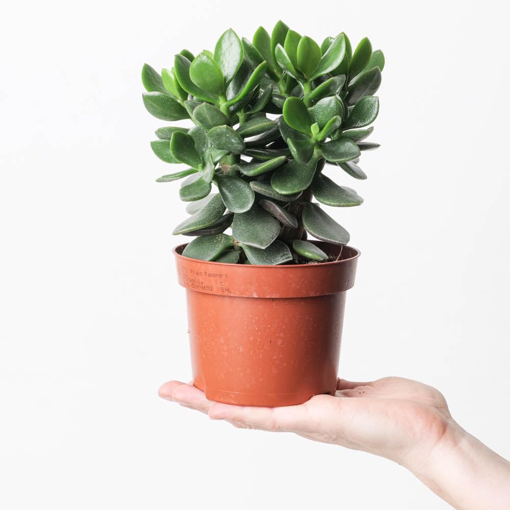 Crassula ovata | Jade Plant 12cm