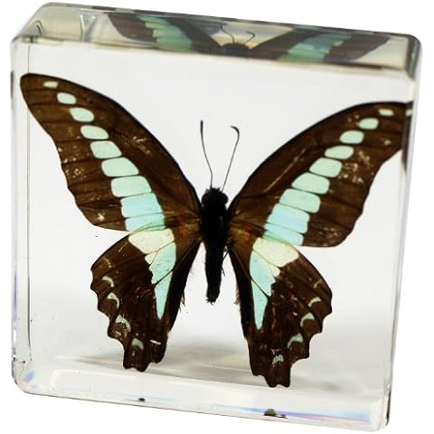 REALBUG Common Blue Bottle Butterfly Paperweight(3 x 3 x 1) Cover