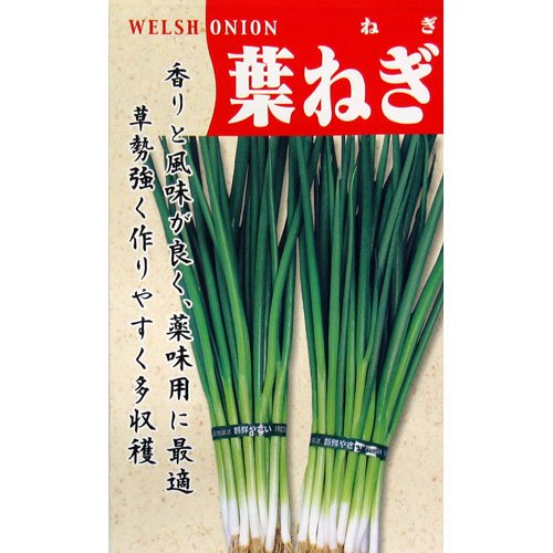 ぐれたく　ネギ種子10袋 Amazon.co.jp: ネギ 種 【 葉ねぎ 】 種子 小袋（約15ml） : DIY