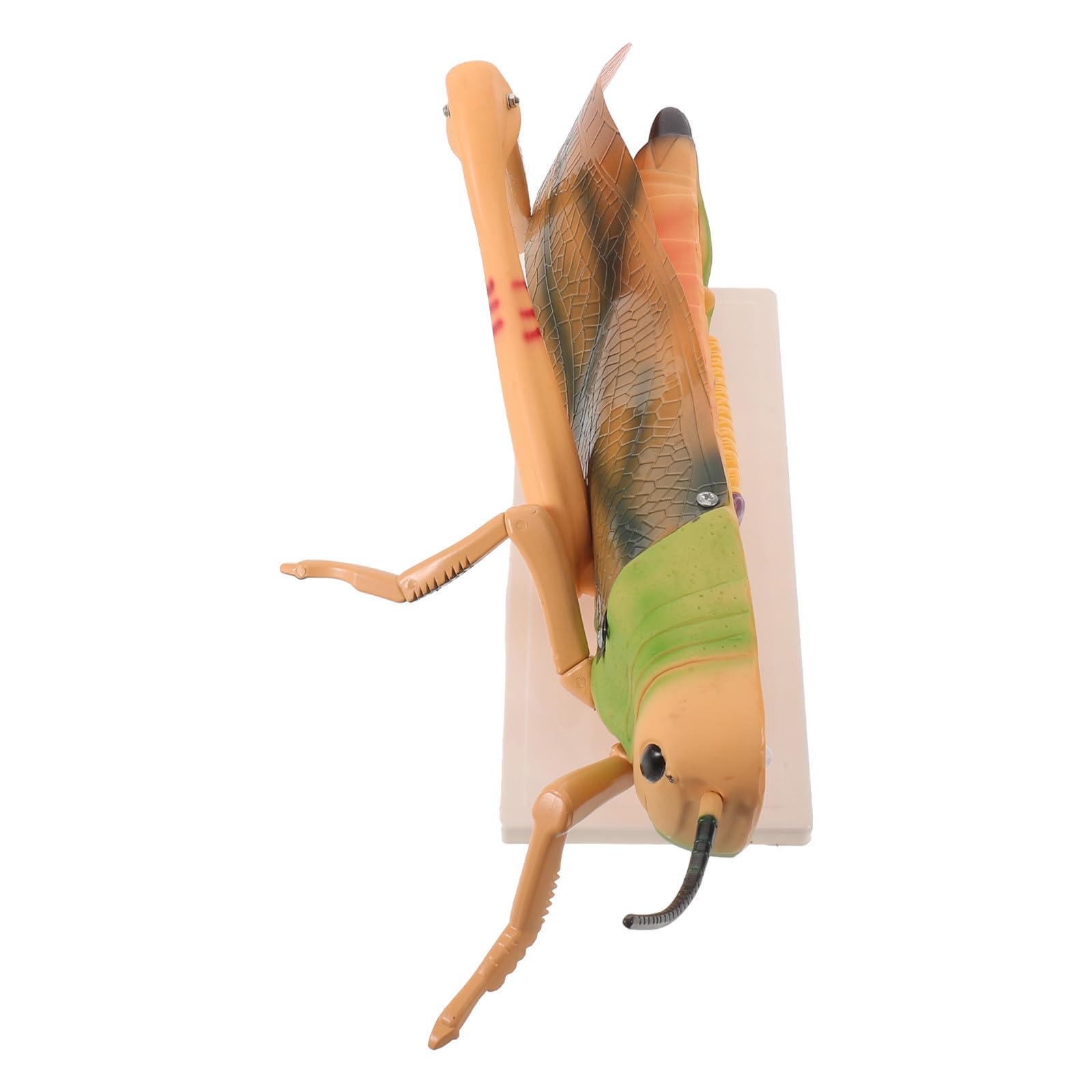 Modelo Anatómico de Insecto para Aula de Biología Base