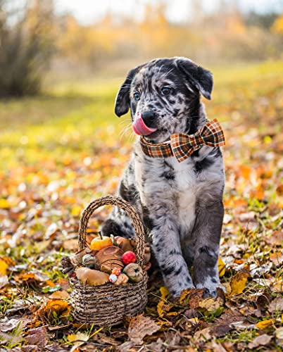 Lionet Paws Dog Collar with Bowtie, Autumn Bowtie for Dogs Adjustable Comfortable Dog Collar Girl Boy, M, Neck 34-55cm - Image 4