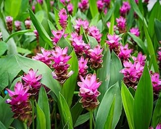 100 graines de fleurs de curcuma