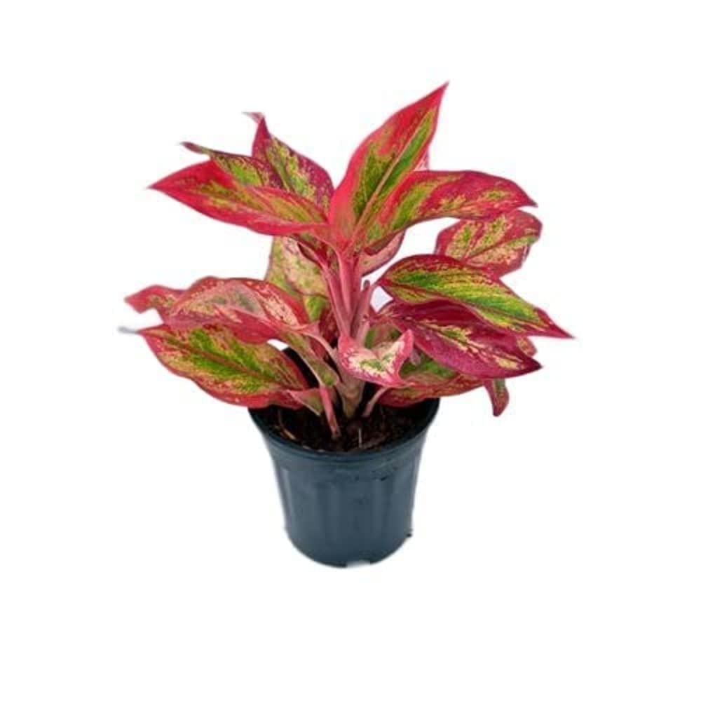 GREEN PARADISE Aglaonema Natural Live Indoor Plant Including 5Inch Pot for Home, Office, Livingroom, Bedroom,Garden Decor (Pack of 1 Healthy Live Plant) (Aglaonema Lipstick Single Stem) (B0CNXB8VXV) Amazon Price History, Amazon Price Tracker