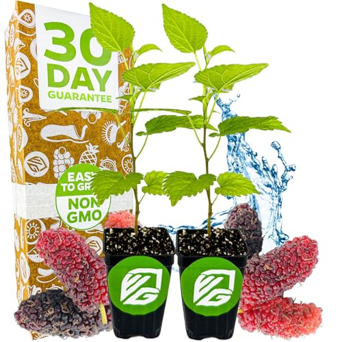 Dwarf Everbearing Black Mulberry Tree Live Plant Morus nigra Wellspring Gardens - Premium Fruit Tree for Indoor & Outdoor Planting Ideal for Gardens Patio Landscaping (2-Pack)