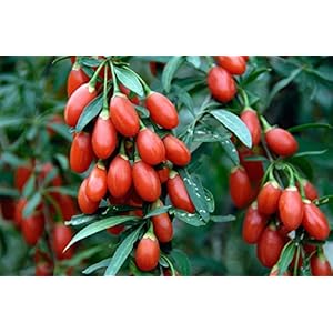 Goji Zaden – vibroplant, groenten, fruit, groenten, groenten, fruit, groenten, fruit, groenten, groenten, groenten…