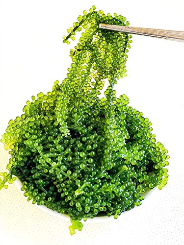 CAVUMI Sea Grapes 20gr / Meerestrauben als Algen Snack/Getrocknete Seealgen/Umibudo als knackiger Grüner Kaviar