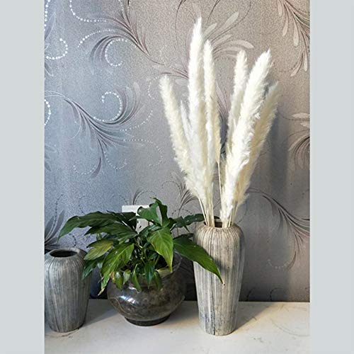 BIGBIGFAMILY Adereços para foto de flores secas, grama de pampas, adequado para casamentos, festas,