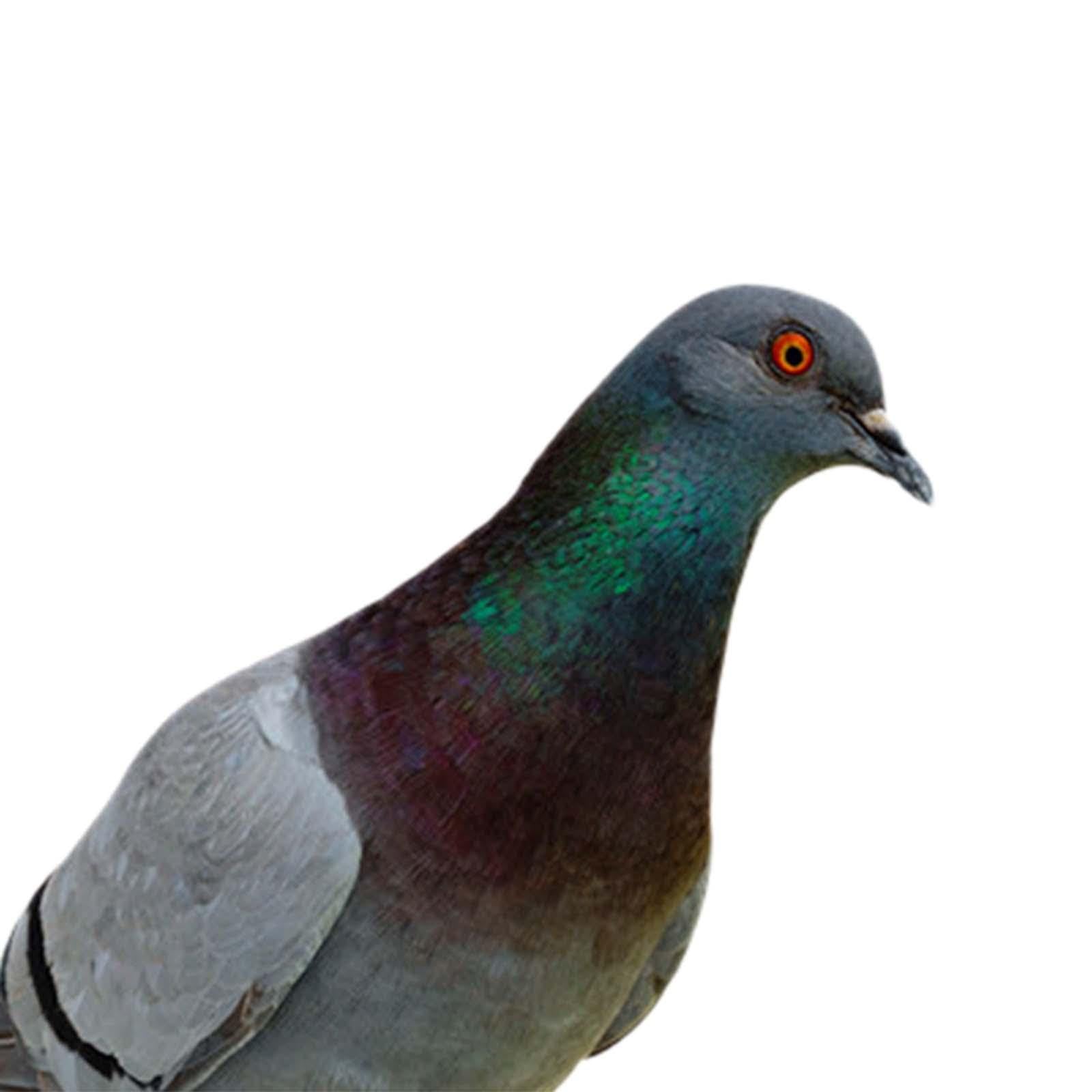 2 Statue di Piccioni da Giardino, Statuette di Uccelli da Inserire nel Terreno, Sculture di Animali Realistiche per Decorazioni da Giardino, Patio