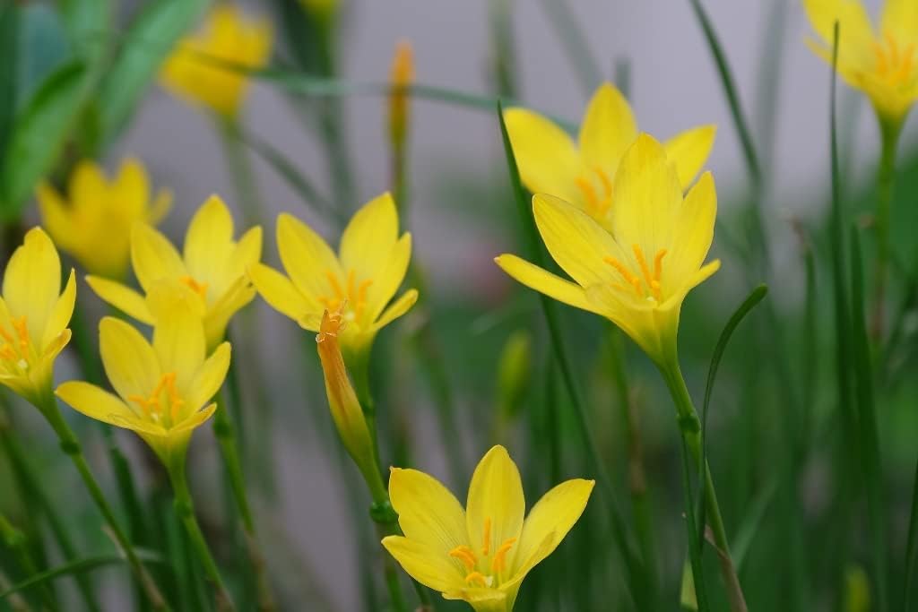 Zephyranthes citrina 'Yellow Rain Lily' 10 Bulbs/Traditional Flowers That Bloom Multiple Times All Summer by The Southern Bulb Company