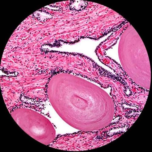 AmScope M150 Microscope monoculaire composé, WF10x Oeil, 40x-400x Agrandissement, LED Illumination, Brightfield, Condenseur mono-Lens, Coeurs et Fine Focus, Stade Plain, 110V
