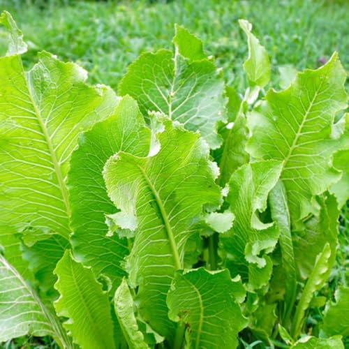 semi di rafano biologici - giardino, tappezzanti perenni interno 50pcs