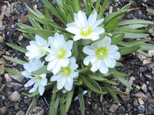 Nevada Lewisia Seeds, Lewisia Nevadensis, Perennial Alpine Herb, 20 Count