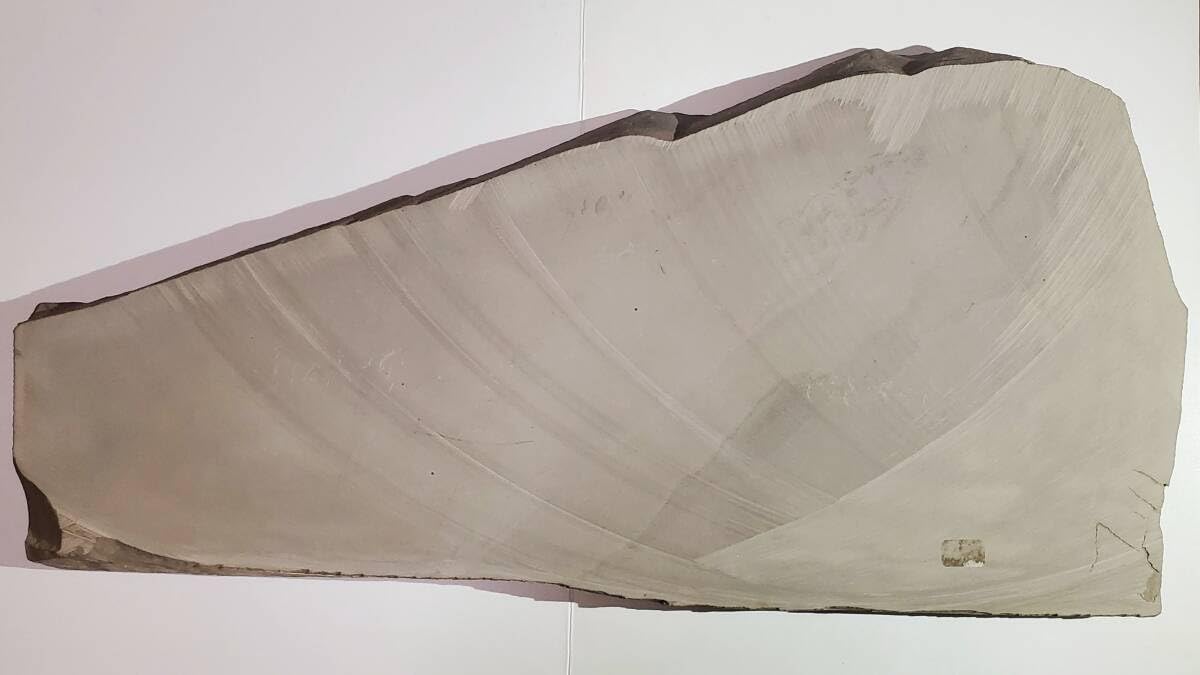 Amazon | 鑑定書付ウミサソリ14個体ニューヨーク産海外化石 303 | 化石